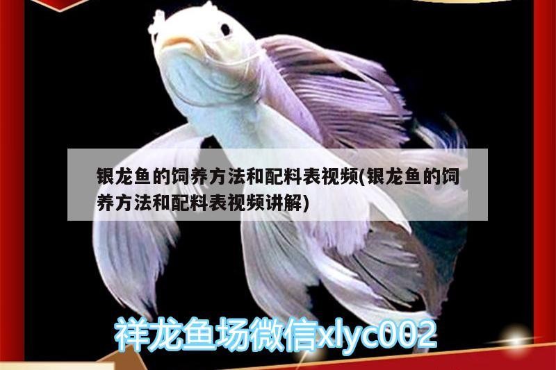 銀龍魚的飼養方法和配料表視頻(銀龍魚的飼養方法和配料表視頻講解)