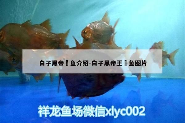 白子黑帝王魟魚最佳生活環境，白子黑帝王魟魚最佳生長環境介紹