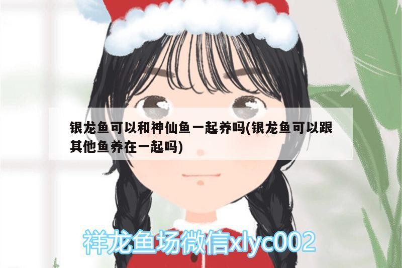 銀龍魚可以和神仙魚一起養嗎(銀龍魚可以跟其他魚養在一起嗎)