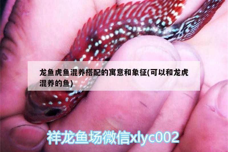 龍魚虎魚混養(yǎng)搭配的寓意和象征(可以和龍虎混養(yǎng)的魚) 龍魚虎魚混養(yǎng)搭配的寓意和象征(可以和龍虎混養(yǎng)的魚) 虎魚百科