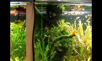 大魚缸造景簡(jiǎn)單：魚缸造景的技巧與方法