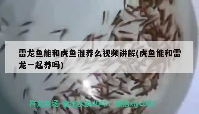 雷龍魚能和虎魚混養(yǎng)么視頻講解(虎魚能和雷龍一起養(yǎng)嗎)