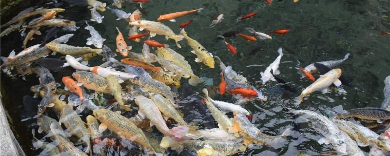 怎么讓魚活得久一點