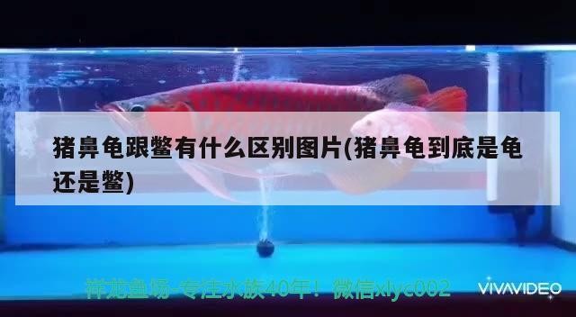 豬鼻龜跟鱉有什么區(qū)別圖片(豬鼻龜?shù)降资驱斶€是鱉) 豬鼻龜跟鱉有什么區(qū)別圖片(豬鼻龜?shù)降资驱斶€是鱉) 豬鼻龜百科