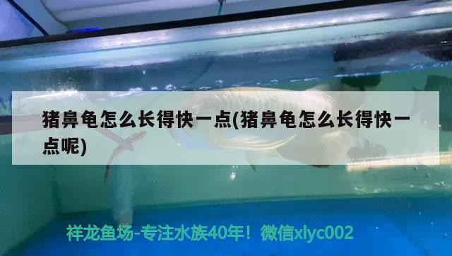 豬鼻龜怎么長得快一點(豬鼻龜怎么長得快一點呢)