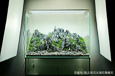 帶蓋魚缸適合什么造景：帶蓋魚缸在造景上有一定的優勢幫助你在自家魚缸造景