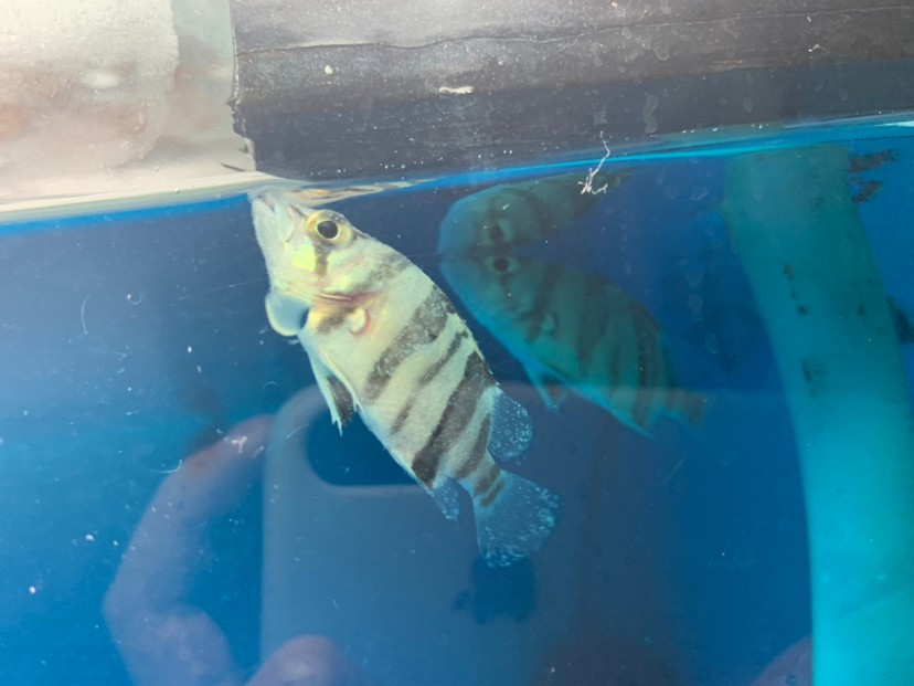 虎魚45厘米出現這種問題是什么原因呢身上有白點