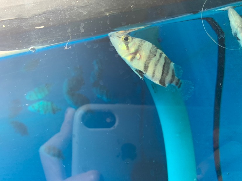 虎魚45厘米出現這種問題是什么原因呢身上有白點