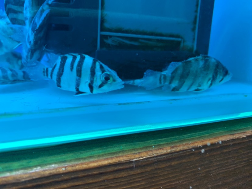虎魚45厘米出現這種問題是什么原因呢身上有白點