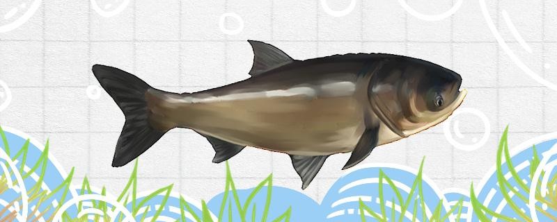 鰱鳙浮釣還是底釣浮釣鰱鳙怎么調漂