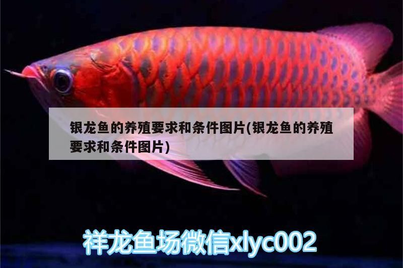 銀龍魚的養殖要求和條件圖片(銀龍魚的養殖要求和條件圖片) 銀龍魚的養殖要求和條件圖片(銀龍魚的養殖要求和條件圖片) 銀龍魚百科