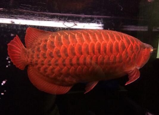 辣椒紅龍魚的飼養技巧：如何判斷辣椒紅龍魚健康狀態，辣椒紅龍魚發色期注意事項