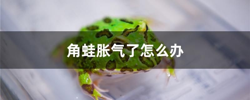 角蛙脹氣了怎么辦