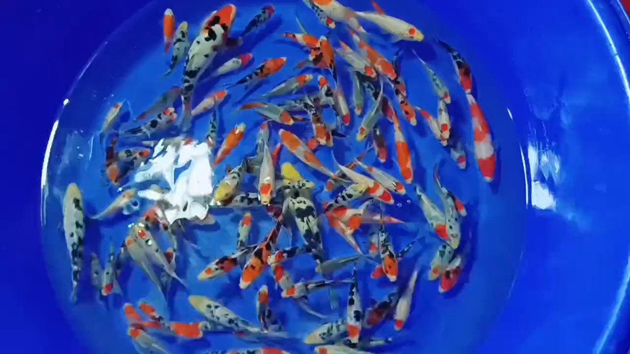 各種小錦鯉 各種小錦鯉 龍魚(yú)論壇