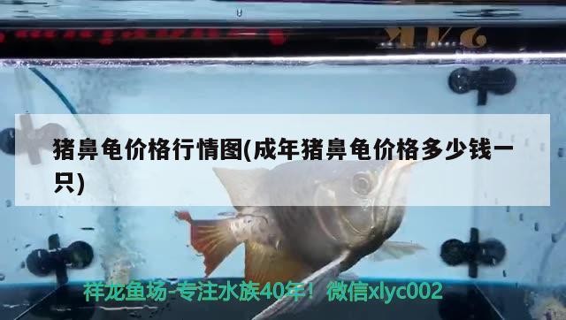 豬鼻龜價(jià)格行情圖(成年豬鼻龜價(jià)格多少錢一只)