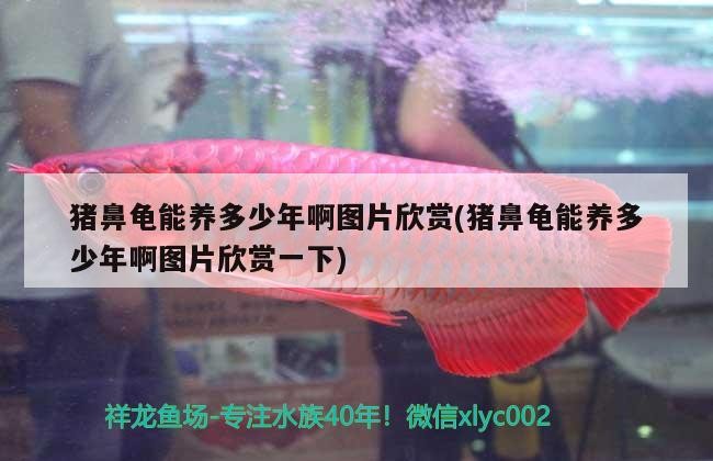 豬鼻龜能養多少年啊圖片欣賞(豬鼻龜能養多少年啊圖片欣賞一下)