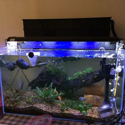 超白魚缸玻璃刮花怎么修復的：超白玻璃魚缸的修復方法