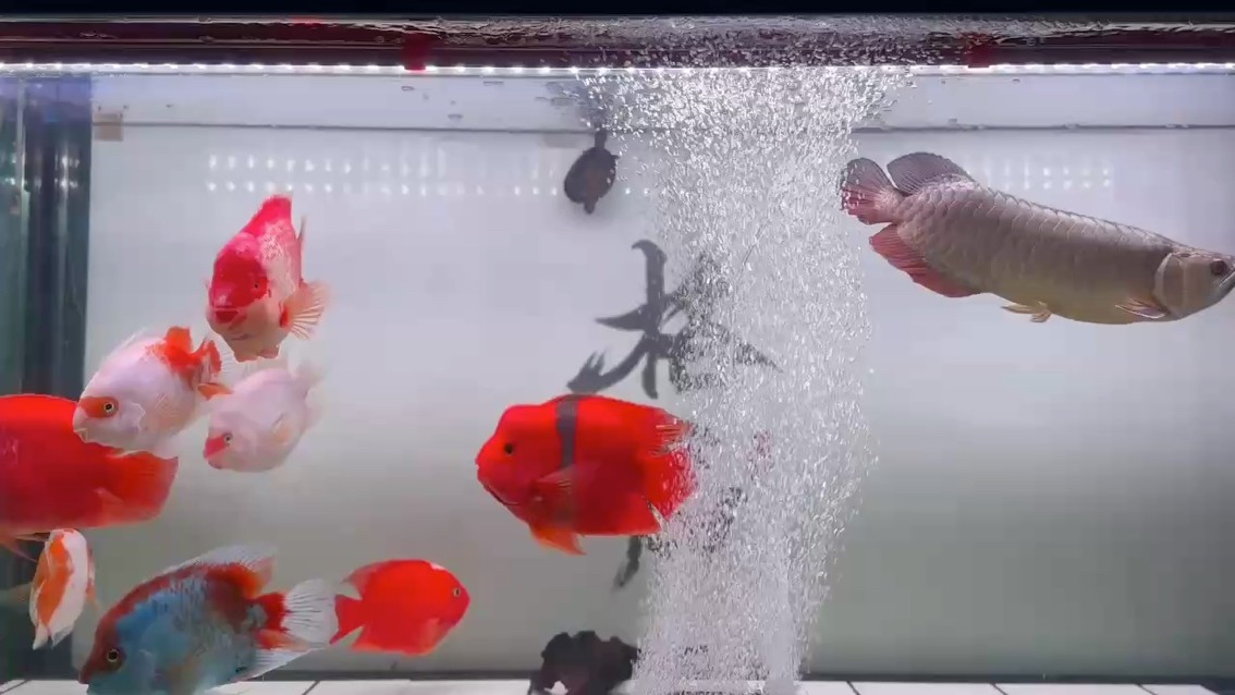 感謝??@來(lái)自馬來(lái)西亞????的龍魚(yú)塘泥 感謝??@來(lái)自馬來(lái)西亞????的龍魚(yú)塘泥 龍魚(yú)論壇