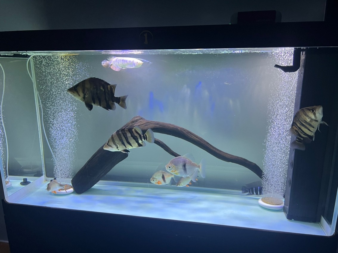幫忙推薦一根金龍魚燈