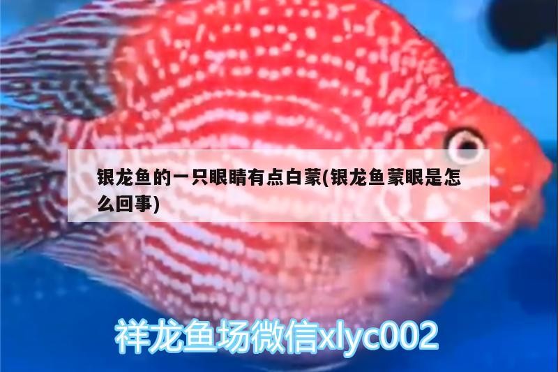 銀龍魚的一只眼睛有點(diǎn)白蒙(銀龍魚蒙眼是怎么回事) 銀龍魚的一只眼睛有點(diǎn)白蒙(銀龍魚蒙眼是怎么回事) 銀龍魚百科