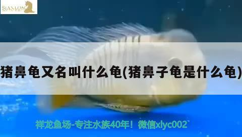 魚缸用增氧泵價格是多少:魚缸增氧機-xtrac增氧機-xtrac增氧機 豬鼻龜又名叫什么龜(豬鼻子龜是什么龜) 豬鼻龜百科 豬鼻龜又名叫什么龜(豬鼻子龜是什么龜) 豬鼻龜又名叫什么龜(豬鼻子龜是什么龜) 豬鼻龜百科