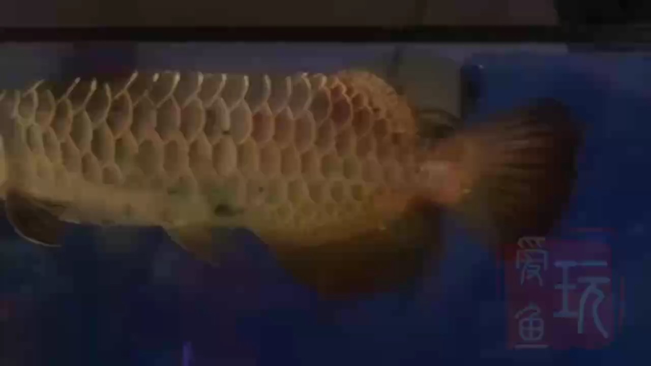 周末好，季節更替，少量喂食。