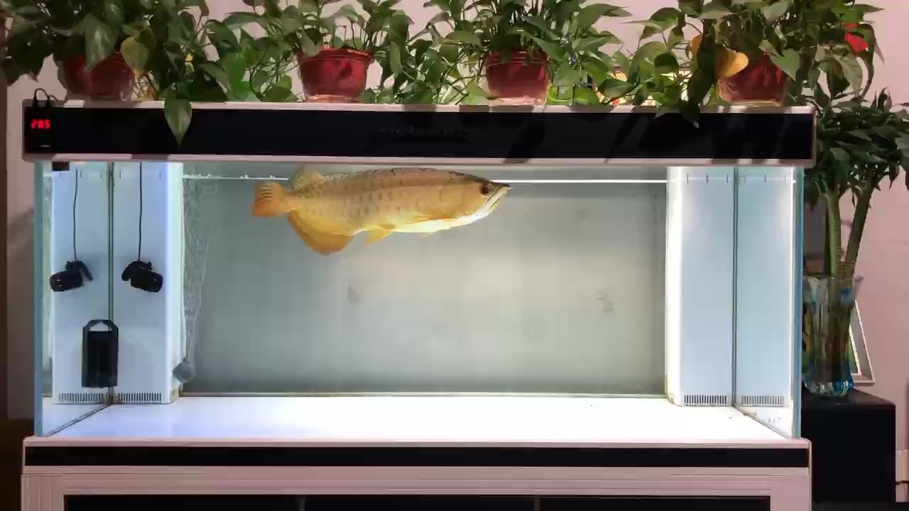 養5??年了