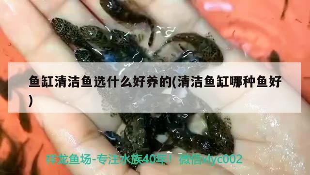福龍王經典再現