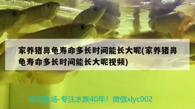 家養豬鼻龜壽命多長時間能長大呢(家養豬鼻龜壽命多長時間能長大呢視頻)
