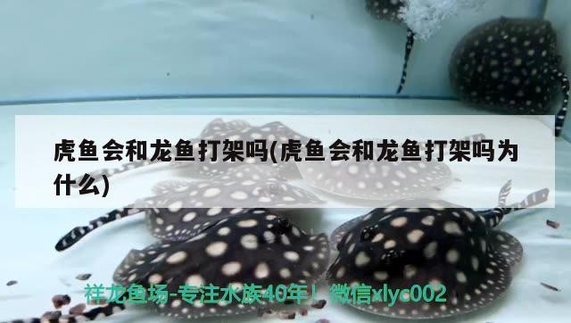 虎魚(yú)會(huì)和龍魚(yú)打架嗎(虎魚(yú)會(huì)和龍魚(yú)打架嗎為什么)