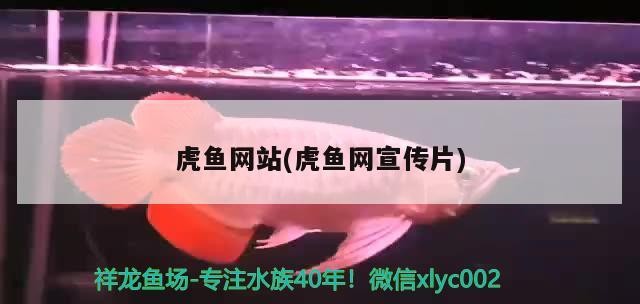 虎魚網站(虎魚網宣傳片)
