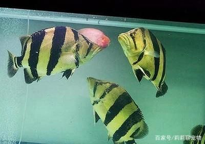 虎魚飼養環境的具體信息在大型觀賞魚飼養環境的具體策略：關于虎魚飼養的一些建議