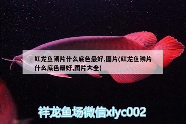 紅龍魚幼魚的鱗片底色不均勻：如何改善紅龍魚水質環境，紅龍魚鱗片不均的治療方法