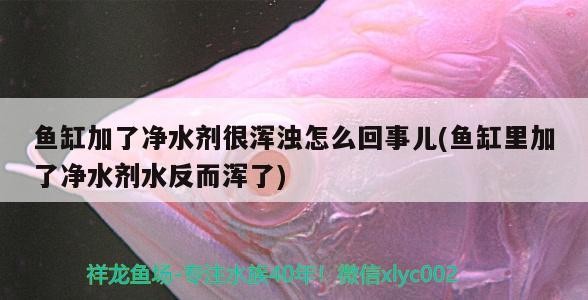 魚缸加了凈水劑很渾濁怎么回事兒(魚缸里加了凈水劑水反而渾了)