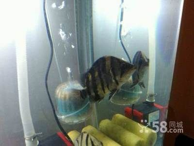 印尼虎魚最佳配魚時間是幾點：印尼虎魚最佳配魚時間并不是固定在某一點