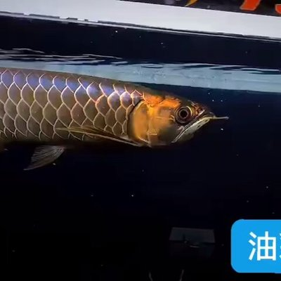 賽級古典過背金龍最簡單三個階段 龍魚百科 第4張 賽級古典過背金龍最簡單三個階段 賽級古典過背金龍最簡單三個階段 龍魚百科 第4張