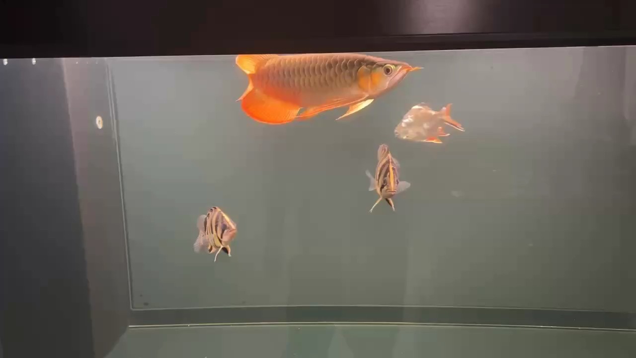 快3個月了 沒啥變化[fadai]