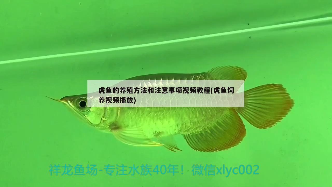 虎魚的養殖方法和注意事項視頻教程(虎魚飼養視頻播放) 虎魚的養殖方法和注意事項視頻教程(虎魚飼養視頻播放) 虎魚百科