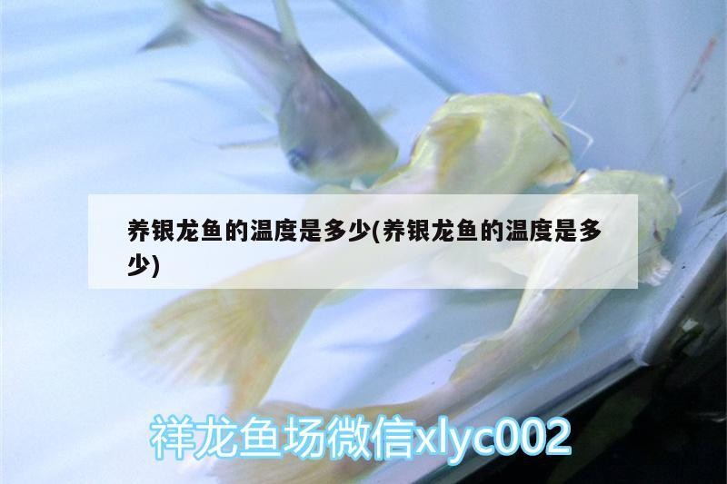 養銀龍魚的溫度是多少(養銀龍魚的溫度是多少)