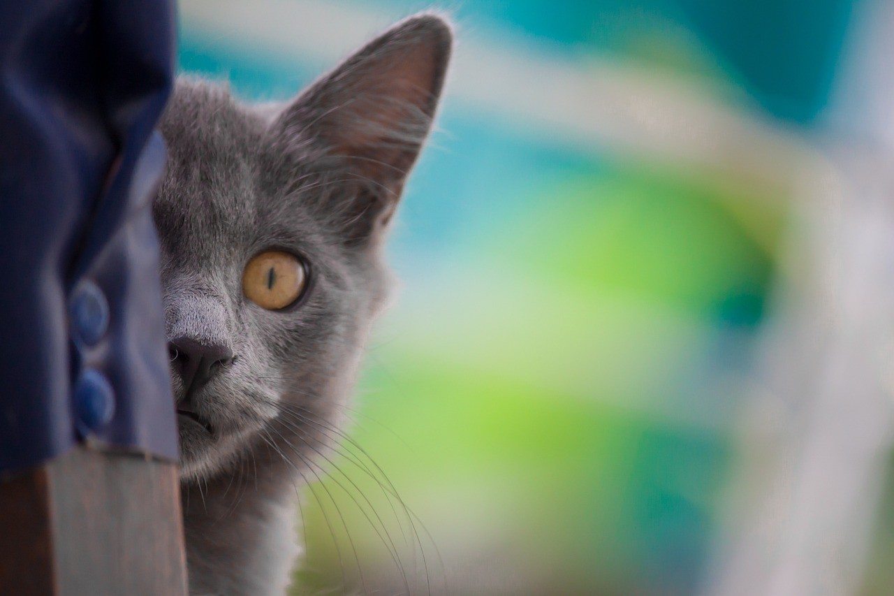 魚缸制氧泵的原理，祥龍魚場制氧泵原理；魚缸充氧泵的工作原理是什么 魚缸制氧泵的原理，祥龍魚場制氧泵原理；魚缸充氧泵的工作原理是什么 vs祥龍魚場 第1張