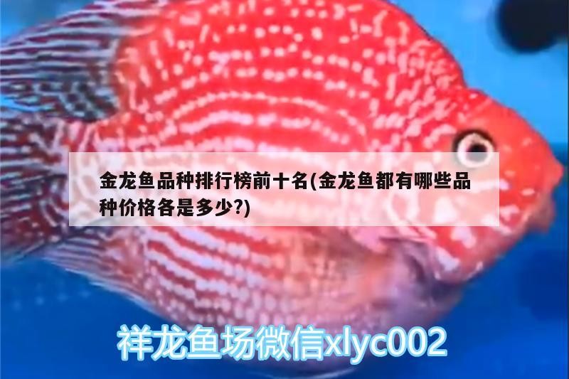 金龍魚品種排行榜前十名(金龍魚都有哪些品種價格各是多少?)