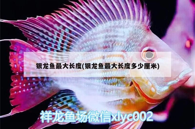 銀龍魚最大長度(銀龍魚最大長度多少厘米)