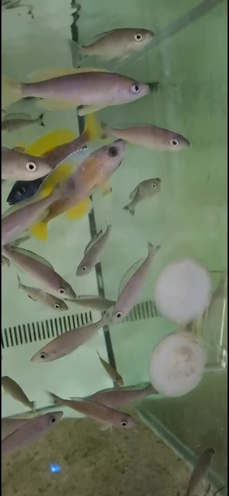 打死你個龜孫
