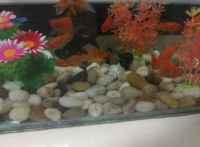 鵝卵石對魚缸水質的影響：鵝卵石對魚缸水質的影響一直是養好者關心的話題
