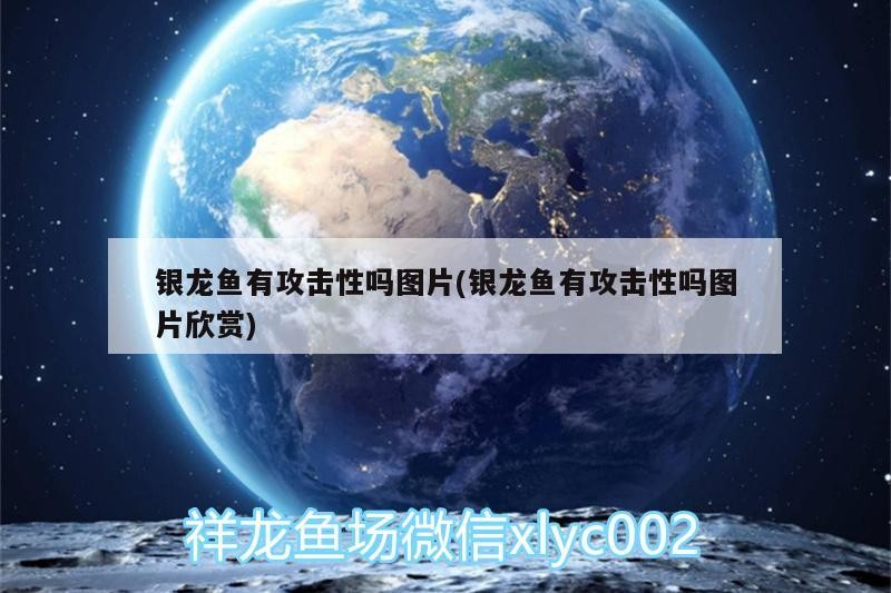 銀龍魚有攻擊性嗎圖片(銀龍魚有攻擊性嗎圖片欣賞)