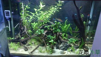 大魚缸造景怎么放進去啊好看：大魚缸造景布局魚缸造景的制作方法和步驟和注意事項