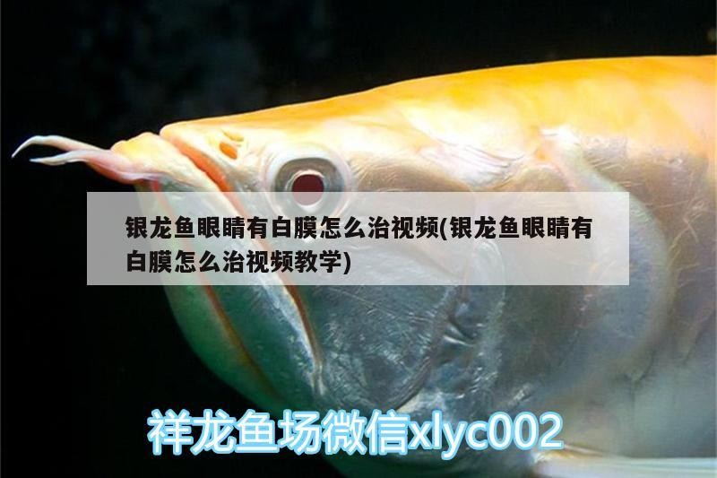 銀龍魚眼睛有白膜怎么治視頻(銀龍魚眼睛有白膜怎么治視頻教學(xué))