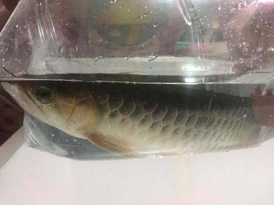 龍魚蒙眼可以用紅霉素眼膏嗎：使用紅霉素眼膏治療龍魚蒙眼