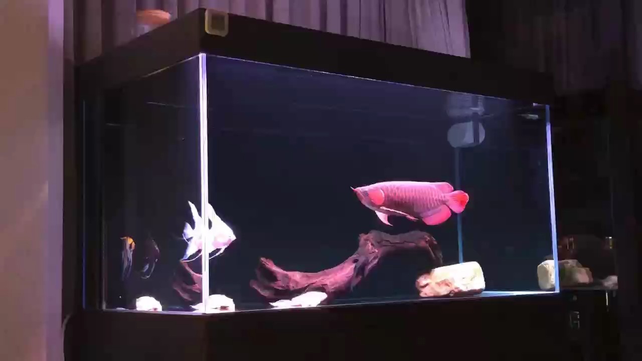 養魚靜心