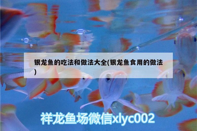 銀龍魚的吃法和做法大全(銀龍魚食用的做法)